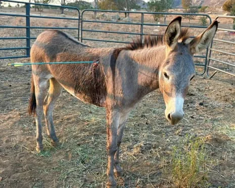 Wild Ass On the Mend Following Recent Bow Assault on Free-Roaming Asses in the Golden State